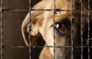 El flagelo de la crueldad animal en México