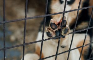 Crueldad y maltrato animal