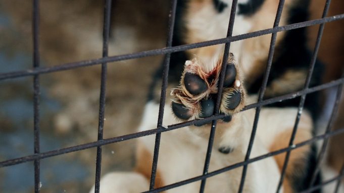 Crueldad y maltrato animal