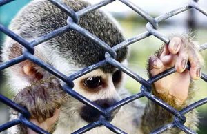 El enfoque penal en la protección de la biodiversidad