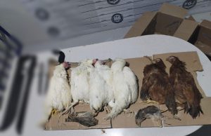 Sacrificios: el conflicto entre la libertad religiosa y el bienestar animal