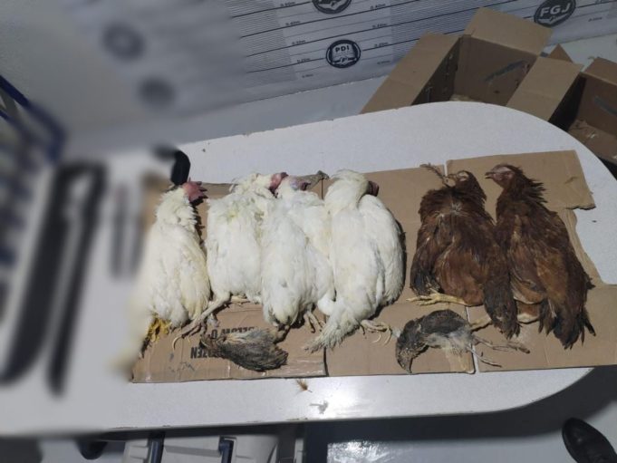 Sacrificios: el conflicto entre la libertad religiosa y el bienestar animal